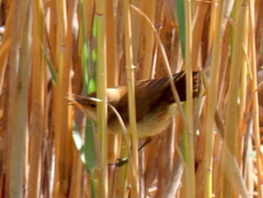 Acrocephalus gracilirostris gracilirostris
