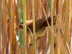 Acrocephalus gracilirostris gracilirostris