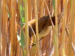 Acrocephalus gracilirostris gracilirostris