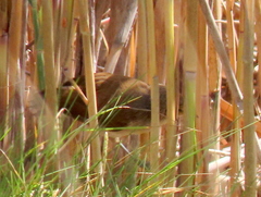 Acrocephalus gracilirostris gracilirostris