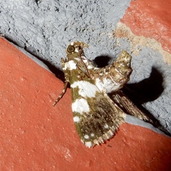 Termioptycha albifurcalis
