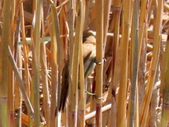 Acrocephalus gracilirostris gracilirostris