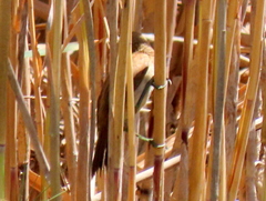 Acrocephalus gracilirostris gracilirostris