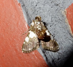 Termioptycha albifurcalis