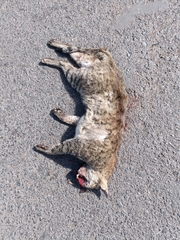Felis lybica ornata