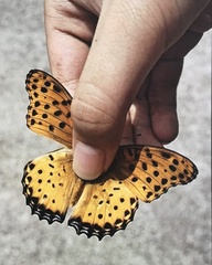Argynnis hyperbius