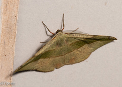 Hypochrosis hyadaria