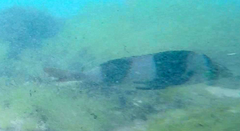 Pseudogoniistius nigripes