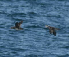 Cerorhinca monocerata