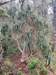 Dracophyllum traversii