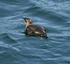 Brachyramphus marmoratus