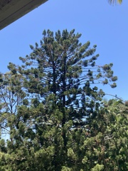 Araucaria bidwillii
