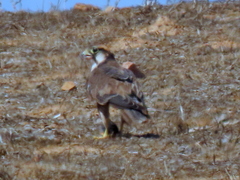 Falco biarmicus biarmicus