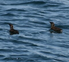 Brachyramphus marmoratus
