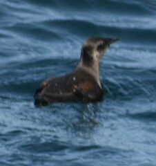 Brachyramphus marmoratus