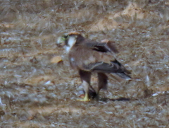 Falco biarmicus biarmicus