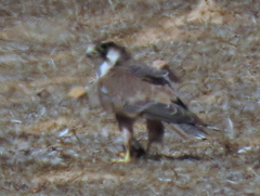 Falco biarmicus biarmicus