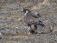 Falco biarmicus biarmicus