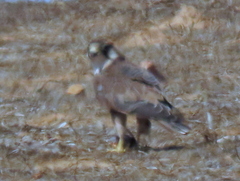 Falco biarmicus biarmicus