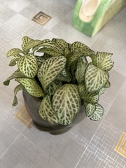 Fittonia