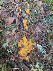 Byssonectria terrestris