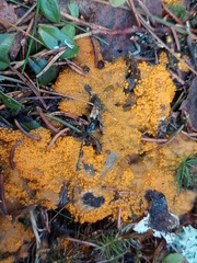 Byssonectria terrestris