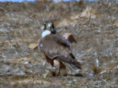 Falco biarmicus biarmicus