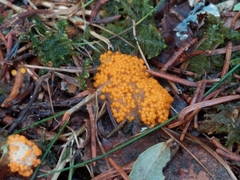 Byssonectria terrestris