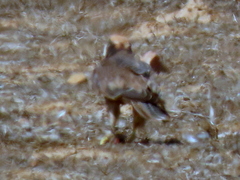 Falco biarmicus biarmicus