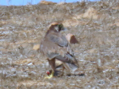 Falco biarmicus biarmicus