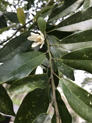 Magnolia compressa