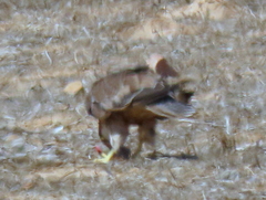 Falco biarmicus biarmicus