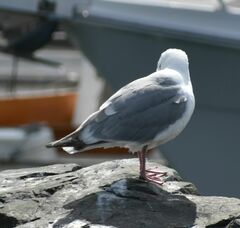 Larus glaucescens × occidentalis