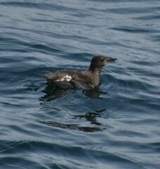 Brachyramphus marmoratus
