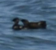 Brachyramphus marmoratus