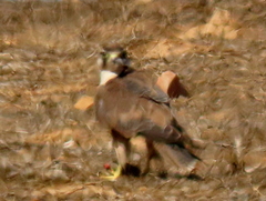 Falco biarmicus biarmicus