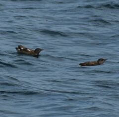 Brachyramphus marmoratus