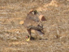 Falco biarmicus biarmicus