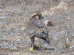 Falco biarmicus biarmicus