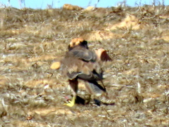 Falco biarmicus biarmicus