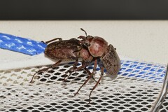 Cacostomus squamosus