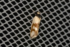 Antipterna trilicella