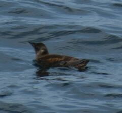 Brachyramphus marmoratus
