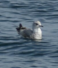 Larus brachyrhynchus