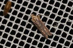 Cathyalia pallicostalis