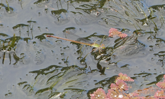 Ceriagrion aeruginosum