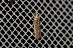 Cathyalia pallicostalis