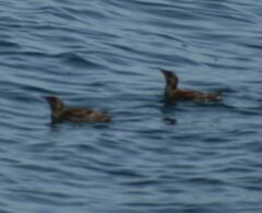 Brachyramphus marmoratus