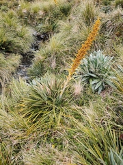 Aciphylla