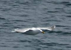 Larus glaucescens × occidentalis